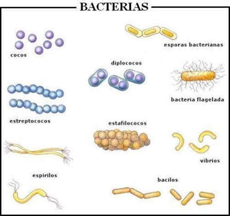 Bacterias Aerobias Mind Map