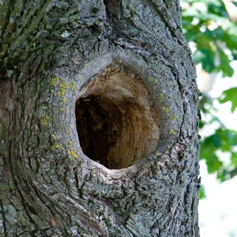 Tree Hollow Tree Care Tree Holes