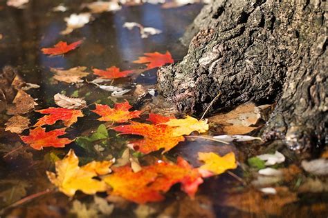 Autumn Fall Leaves · Free Photo On Pixabay