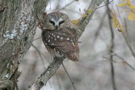 Northern Saw Whet Owl Mpg Ranch