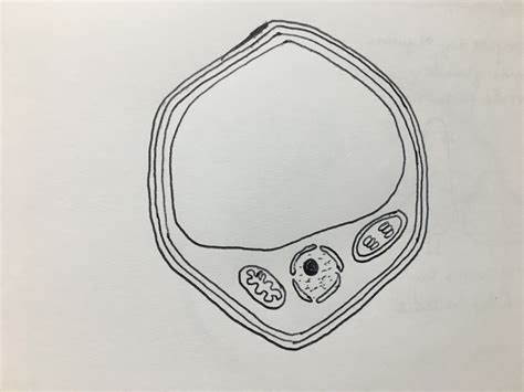 Palisade Mesophyll Cell Drawing Diagram Quizlet