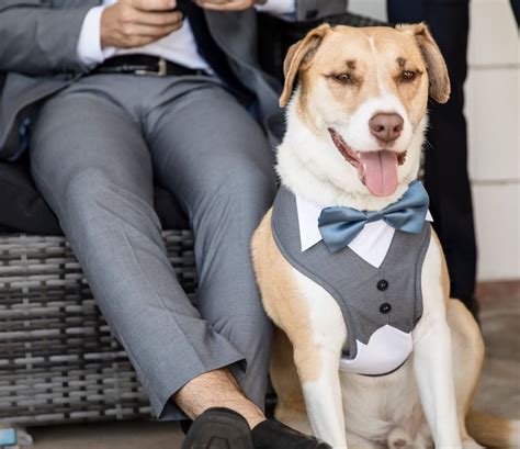Large Formal Dog Tuxedo Dog Wedding Harness Dog Ring Bearer Etsy