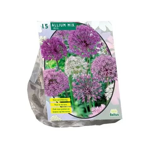Allium Mix Paars Wit Per Bestellen Bijstox Het Tuincentrum Voor