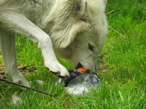 Do Wolves Eat Prairie Dogs