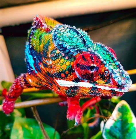 25 Interesting And Cool Facts About Chameleon | Lively Pals | Stuffed