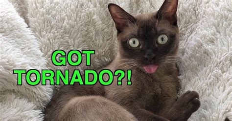 Confused Cat Reacts To Tornado Warning Alert System