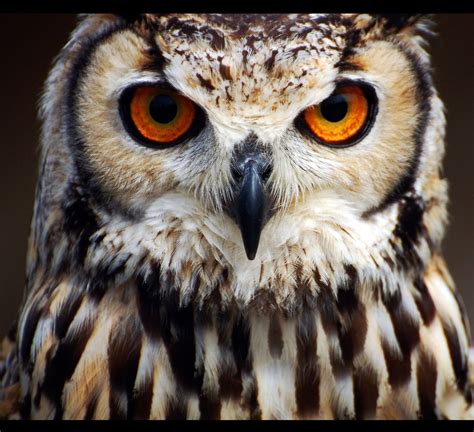 Búho Owl Photos Owl Pictures Owl Bird Bird Art Beautiful Owl