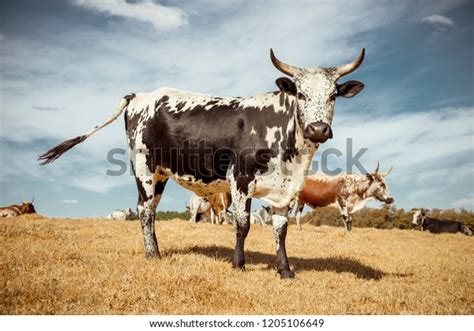 Nguni Cow Standing Field South Africa Stock Photo Edit Now 1205106649