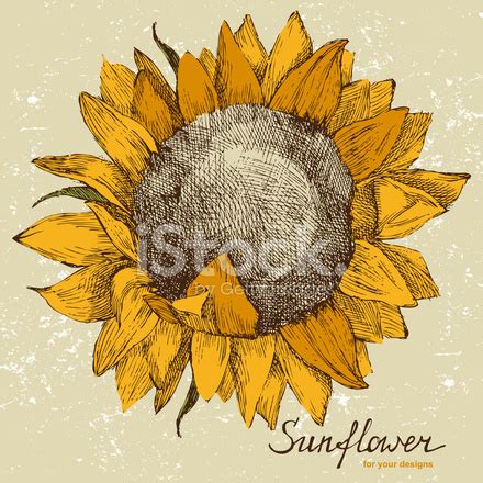 Free Free 60 Sunflower Water Tracker Svg SVG PNG EPS DXF File