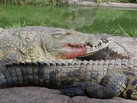 Nile crocodiles are among the biggest in the crocodile family. Livingstone: Be Here, Be Inspired - Sir Crocodile, The ...