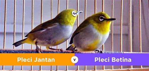 Untuk informasi lain seputar burung jongkangan, dapat dibaca pada artikel on kicau yang lain. Perbedaan Jantan/Betina Burung Decu Kembang : Cara ...