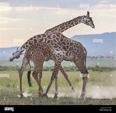 Maasai Mara National Reserve Kenya The Two Giraffes Fought To