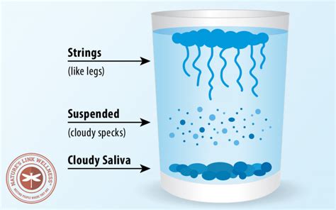 Candida Spit Test Saliva Test Natures Link Wellness Center