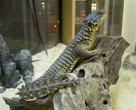 Dwarf Sungazer Facts And Pictures Reptile Fact