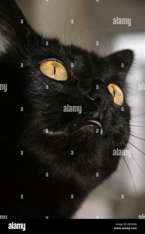 Black Cat Staring Eyes Stock Photo Alamy