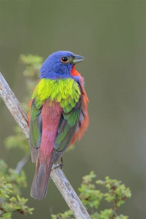 The Painted Bunting Passerina Ciris Is A Species Of Bird