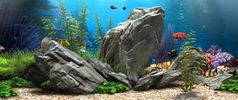 Hd Aquarium Wallpapers Top Free Hd Aquarium Backgrounds Wallpaperaccess