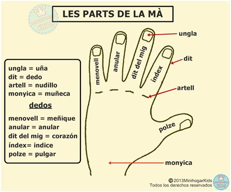 Partes De La Mano Imagui