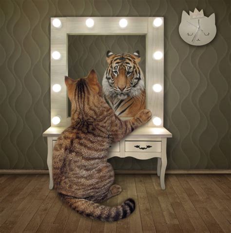 Discover 1 cat mirror tiger design on dribbble. Cat Mirror Lion Stock Photos, Pictures & Royalty-Free ...