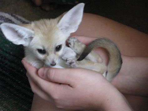 #277082 adorable male and female fennec fox for sale, they are well domesticated and u. Fennec Fox Animals For Sale | Miami, FL #292297 | Petzlover