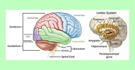 Wow 11 Gambar Otak Dan Bagiannya Perbedaan Teori Fungsi Otak Kiri Dan