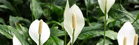 Peace lily plant care guide: Peace Lily Care Guide: Growing Information and Tips ...