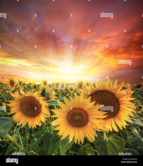 Evening Vibrant Scenery With Sunflowers Stock Photo Alamy
