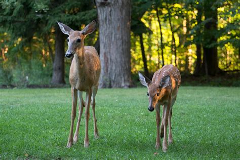 Ann Brokelman Photography White Tailed Deer With Fawns Sept 2016