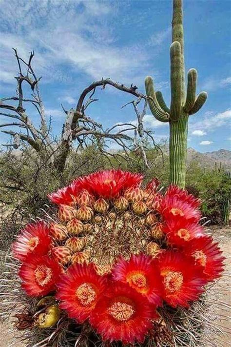 The sun goes down on the cattle trail and i'm gazing at the moon, it's roundup time away out west when the cactus is in bloom. Pin de Josefa Rueda en Cactus raros | Flores exóticas ...