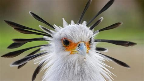 Secretary Bird One Of The Most Beautiful Flying Creatures