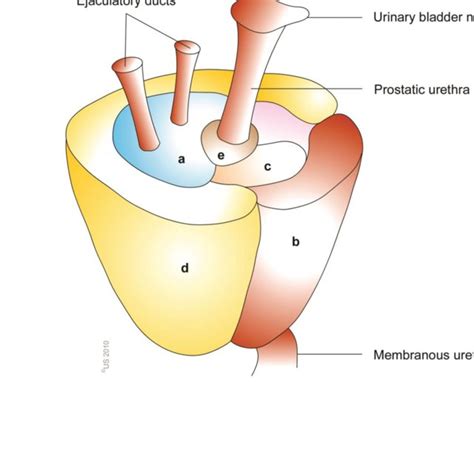 Pdf Male Accessory Sex Glands Structure And Function