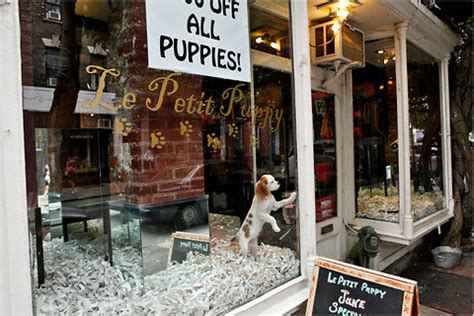 Accommodation that'll set tails wagging. Puppy Purchasing When Drunk, a Common City Scourge - The ...