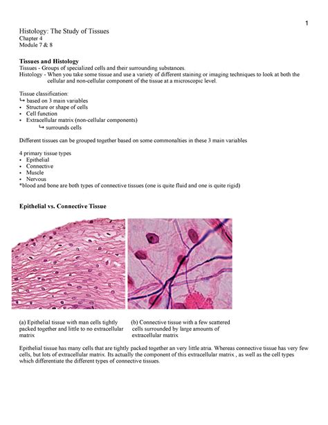 Histology The Study Of Tissues Histology The Study Of Tissues