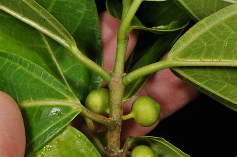 Ficus Plant33 Moraceae