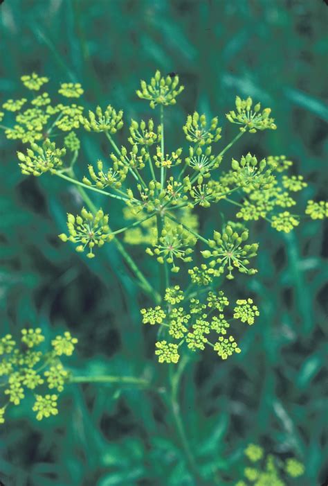 Pastinaca Sativa Wild Parsnip Go Botany