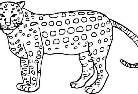Baby Cheetah Coloring Pages At Getdrawings Free Download