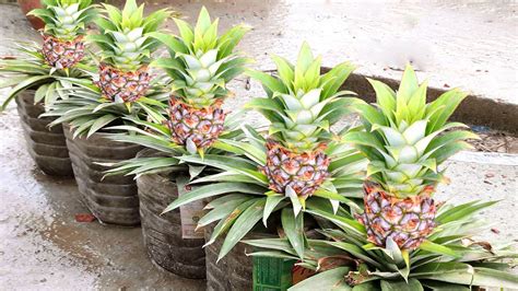 How To Grow Pineapples At Home Step By Step Easy Way Diy To Grow