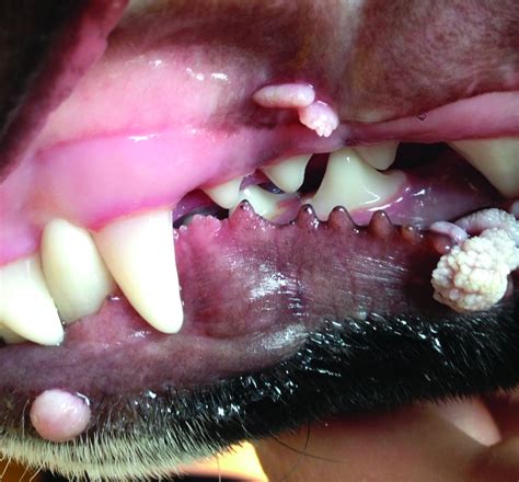 Is There A Vaccine For Canine Papilloma Virus