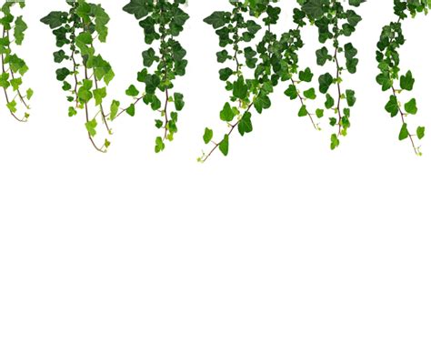 Hanging Vines Png By Moonglowlilly On DeviantArt Hanging Plants