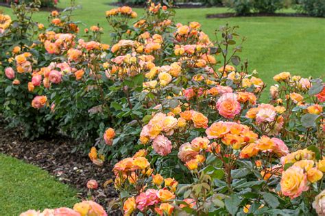 Our Display Garden Shop Treloar Roses Premium Roses For Australian