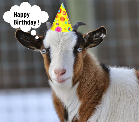 Happy Birthday Cute Goat