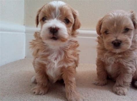 Find local maltipoo puppies for sale and dogs for adoption near you. Free Maltipoo Puppies for Sale | Maltipoo