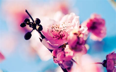 22 Cherry Blossom Backgrounds Wallpapers Images