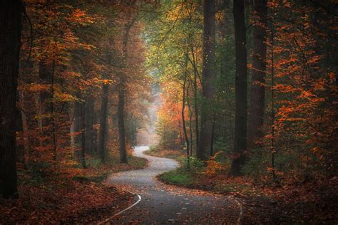Golden Autumn In The Netherlands Forest Road Beautiful Forest Rural