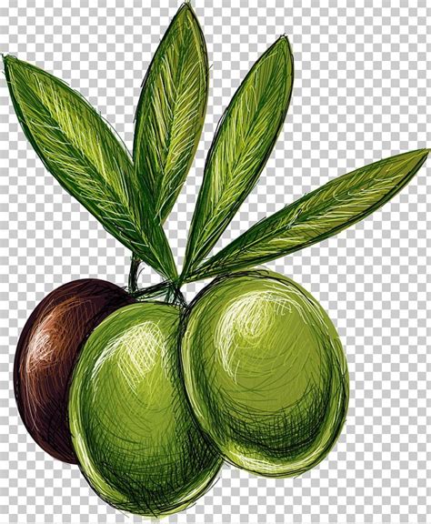 Lime Olive Drawing Illustration Png Free Download Olive Cartoon