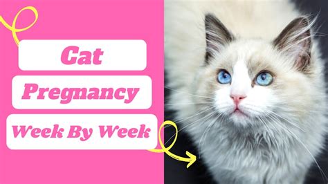 Cat Pregnancy Week By Week Timeline With Pictures Cat Pregnancy Symptoms Youtube