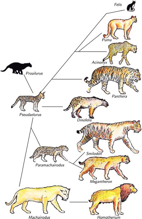 Evolution Of Tigers The Evolution Of Tigers