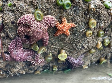 Life In The Intertidal National Marine Sanctuary Foundation