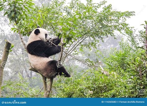 Panda Bear On Bamboo Tree China Stock Image Image Of Forest Green