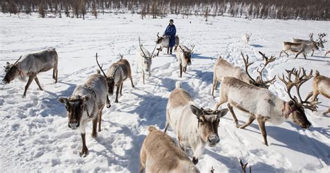 Mongolian Reindeer Herders Defend Traditions Global Oneness Project